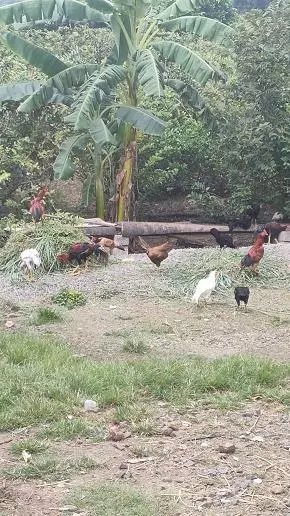 rareman farms mandadam in guntur - Photo No.19