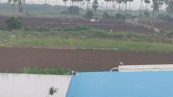 rareman farms mandadam in guntur - Photo No.12