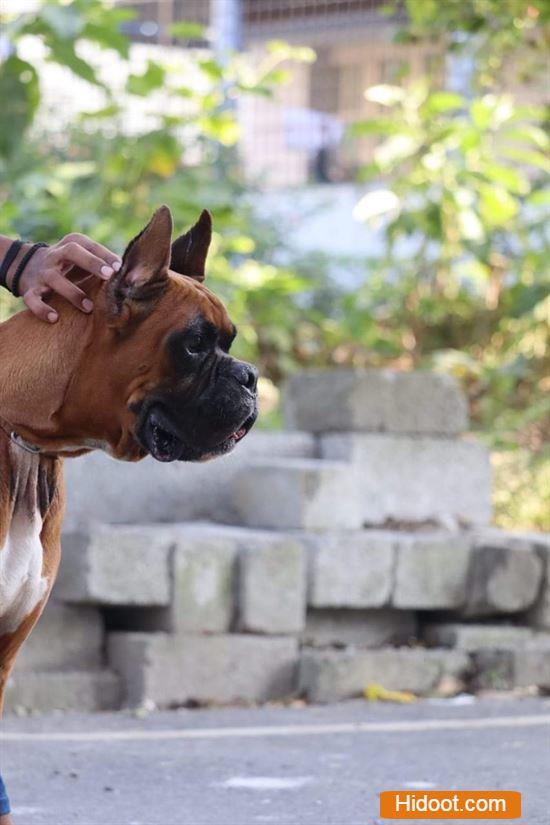 bobby pet mart pets and pet accessories agatavapadu in guntur - Photo No.9