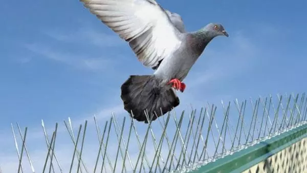 salmon safety nets karmanghat in hyderabad - Photo No.21