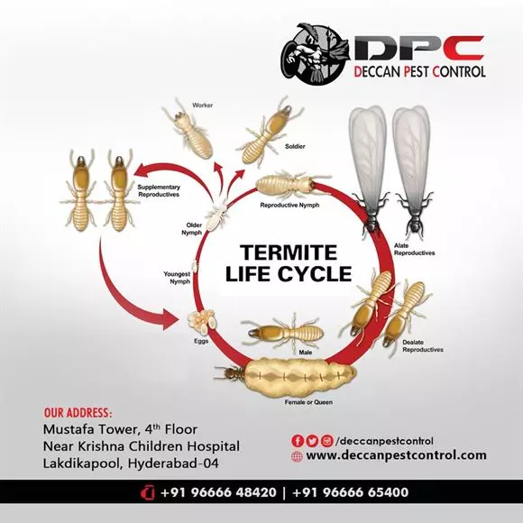 deccan pest control lakdikapool in hyderabad - Photo No.2