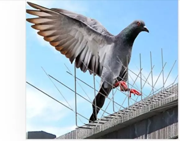 manjunatha safety nets karmanghat in hyderabad - Photo No.9