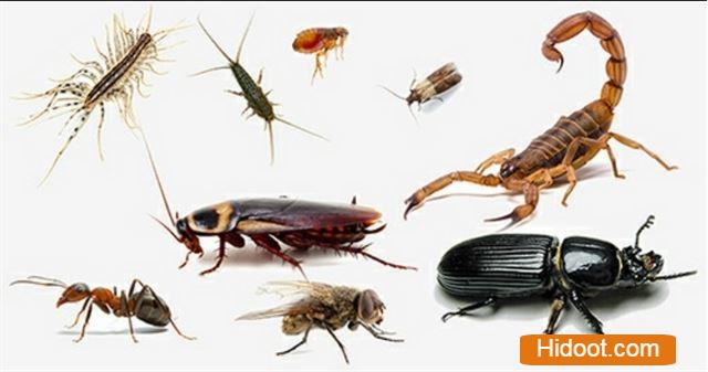professional pest control services near uppal in hyderabad - Photo No.1