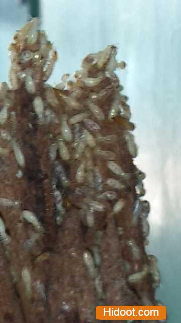 hm pest control pest control services near vital nagar in kurnool - Photo No.11