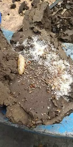 hm pest control pest control services near vital nagar in kurnool - Photo No.5