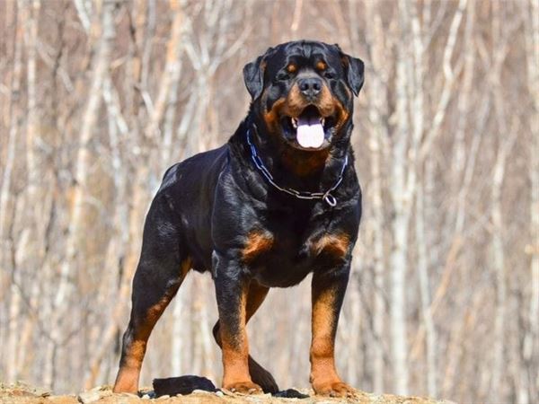 reddy kennel mypadu road in nellore - Photo No.9