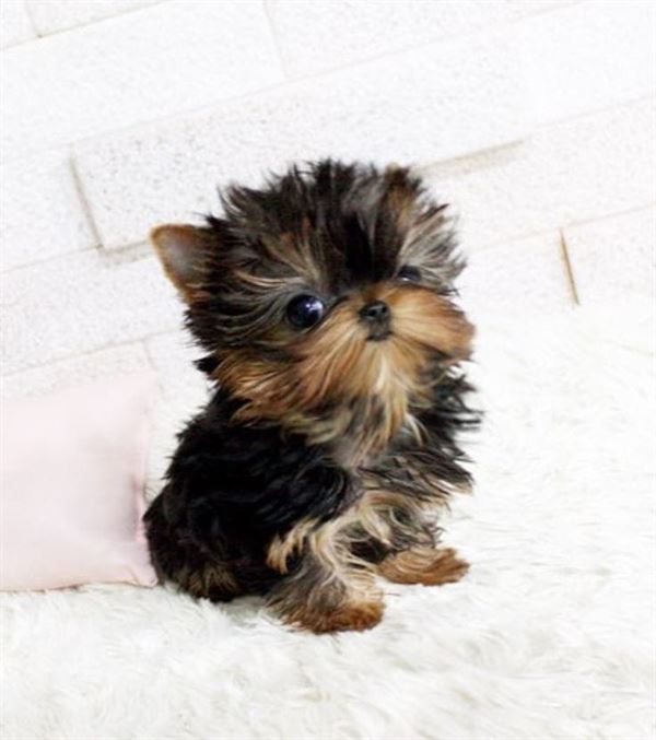 reddy kennel mypadu road in nellore - Photo No.8