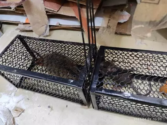 ori pest cop services padmavathi nagar in nellore - Photo No.7