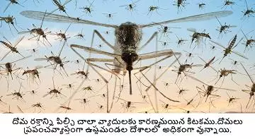 a1 pest control services near kurnool road in ongole - Photo No.4