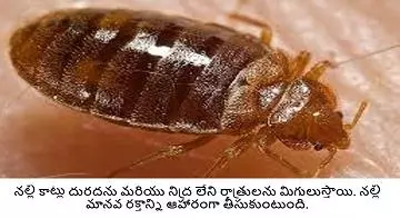 a1 pest control services near kurnool road in ongole - Photo No.3