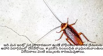 a1 pest control services near kurnool road in ongole - Photo No.2
