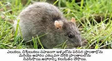 a1 pest control services near kurnool road in ongole - Photo No.1