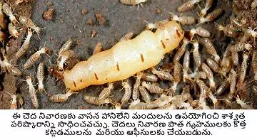 a1 pest control services near kurnool road in ongole - Photo No.0