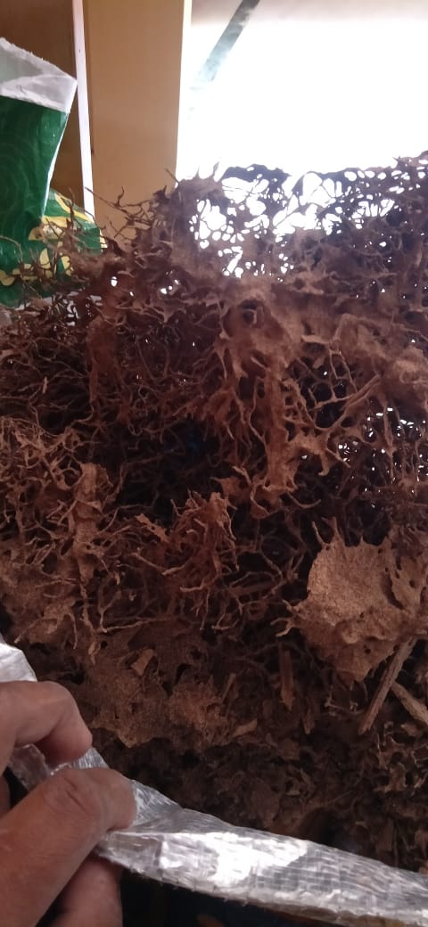 poison kills pest control chilkalguda in hyderabad - Photo No.7