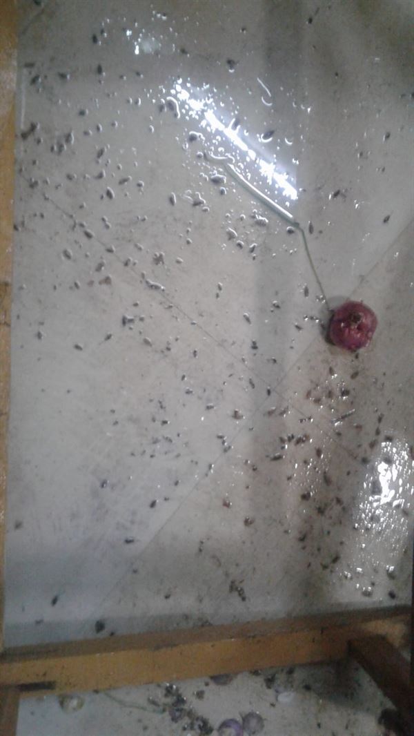 poison kills pest control chilkalguda in hyderabad - Photo No.5