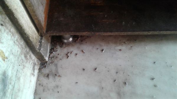 poison kills pest control chilkalguda in hyderabad - Photo No.2