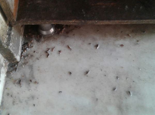 poison kills pest control chilkalguda in hyderabad - Photo No.0