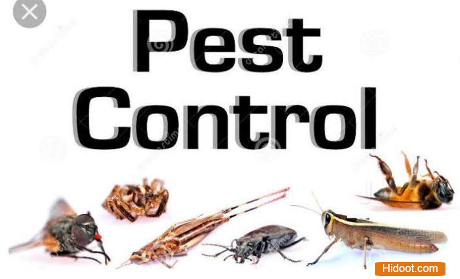 sun shine pest control services near kodad in suryapet - Photo No.7
