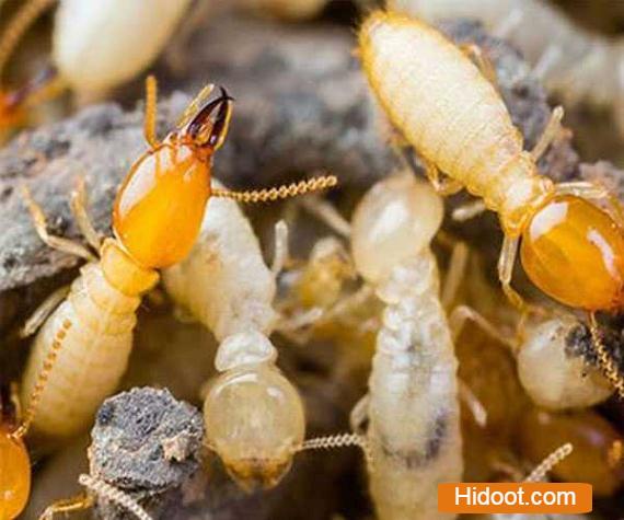 professional pest control inc pest control services near nimmakayala street in tirupati - Photo No.7