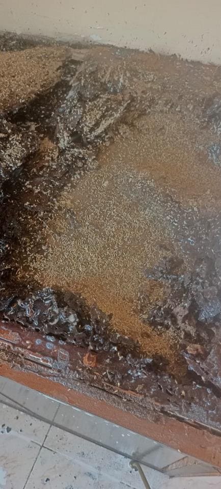 nandini pest control ramavarapadu in vijayawada - Photo No.5