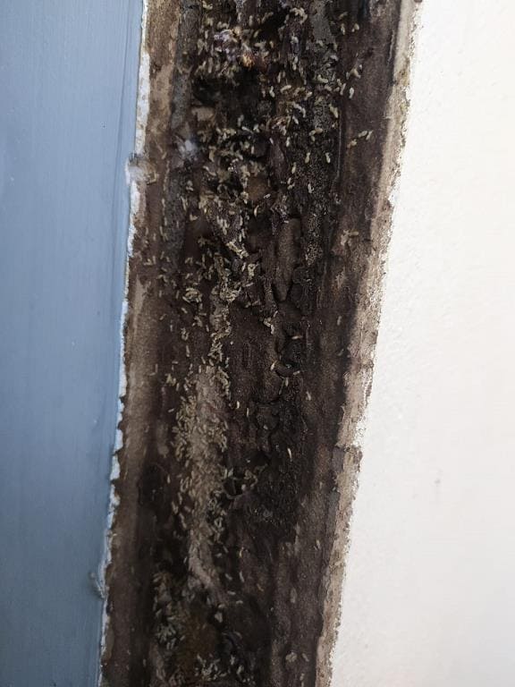 nandini pest control ramavarapadu in vijayawada - Photo No.3