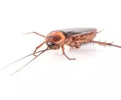 kbr pest control labbipet in vijayawada - Photo No.15