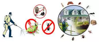 kbr pest control labbipet in vijayawada - Photo No.6