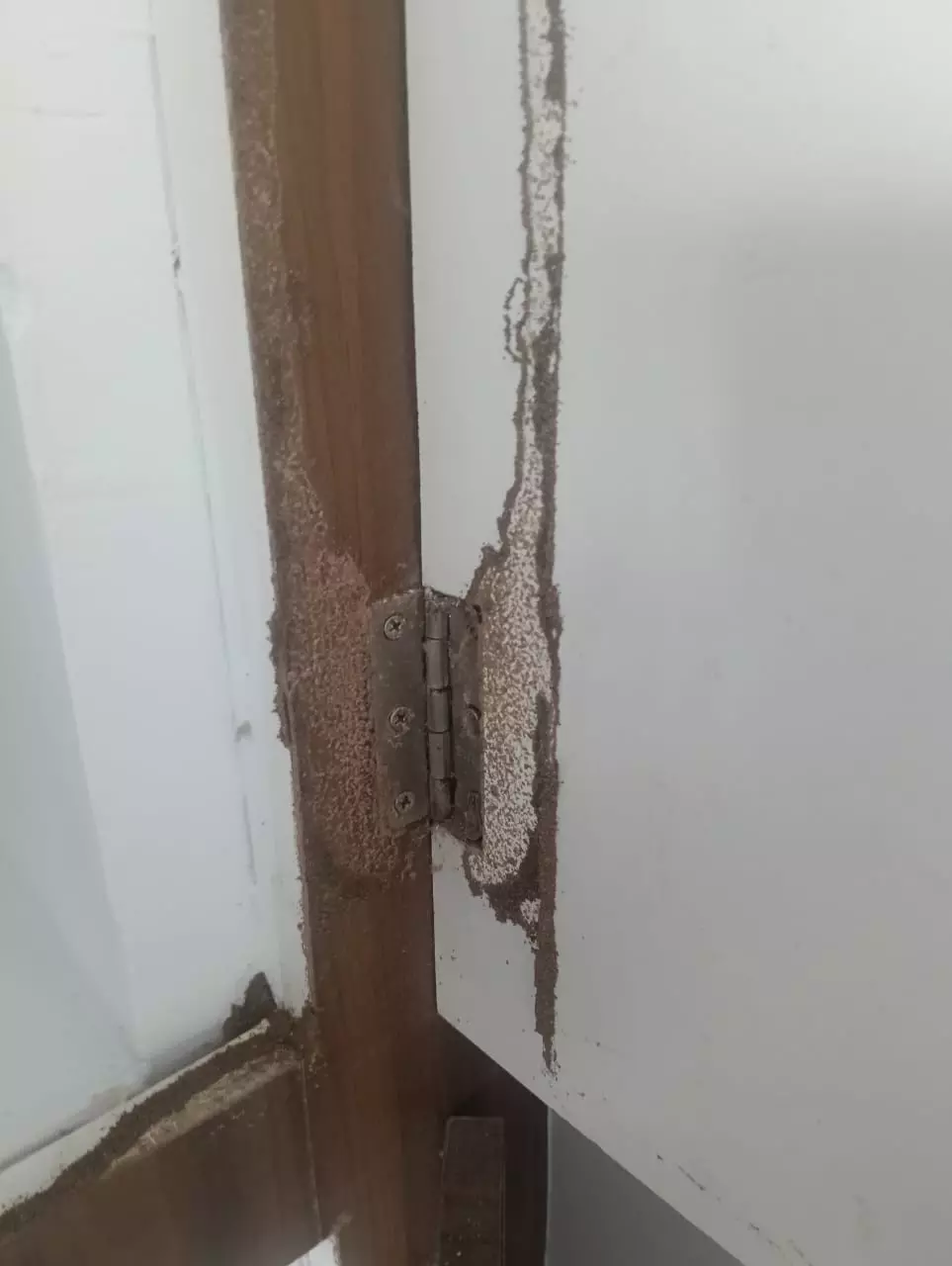 anjanadri pest control maddilapalem in visakhapatnam - Photo No.11