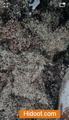 city pest control services hanamkonda in warangal - Photo No.6