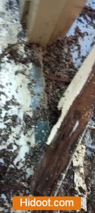 city pest control services hanamkonda in warangal - Photo No.4