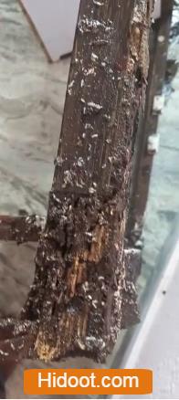 city pest control services hanamkonda in warangal - Photo No.1