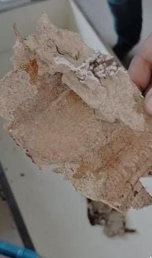 eagle pest management services thimmapet in warangal - Photo No.5