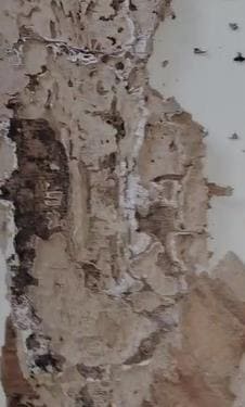 eagle pest management services thimmapet in warangal - Photo No.4