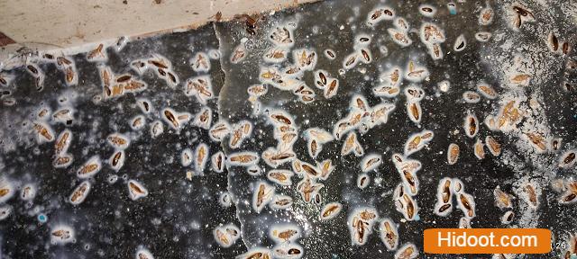 safety pest control services near hanamkonda in warangal telangana - Photo No.5