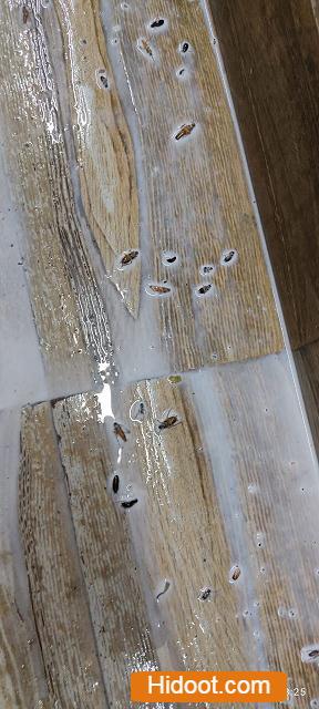 safety pest control services near hanamkonda in warangal telangana - Photo No.2