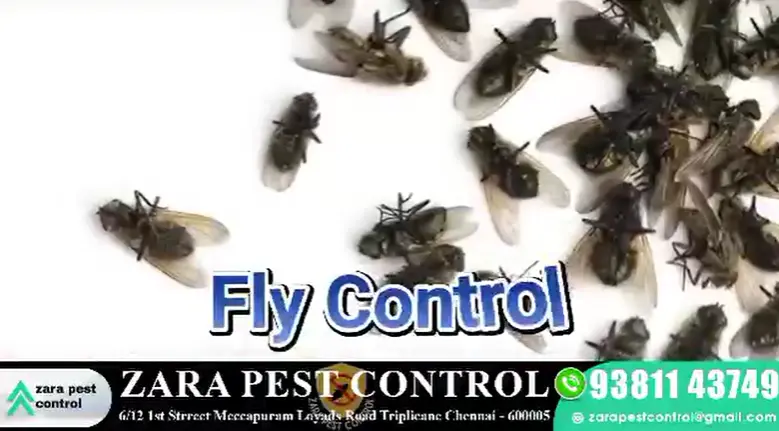 zara pest control triplicane triplicane - Photo No.0