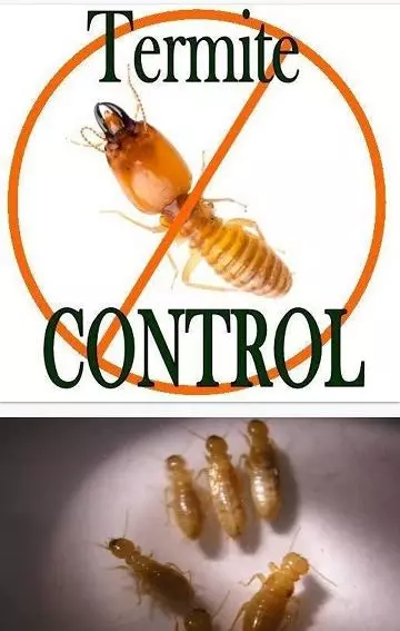 Pest Link Solutions Services Secunderabad In Hyderabad - Photo No. 31