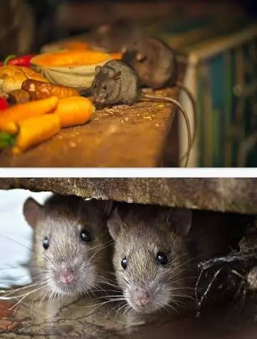 Pest Link Solutions Services Secunderabad In Hyderabad - Photo No. 21