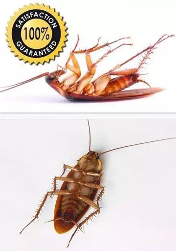 Pest Link Solutions Services Secunderabad In Hyderabad - Photo No. 01