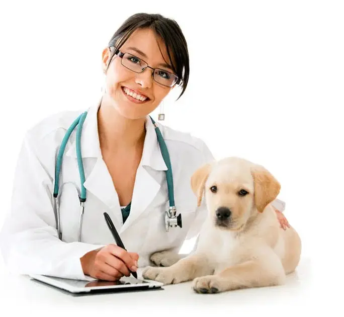 laxmi ganapathi pet world clinic grooming nallakunta in hyderabad - Photo No.1