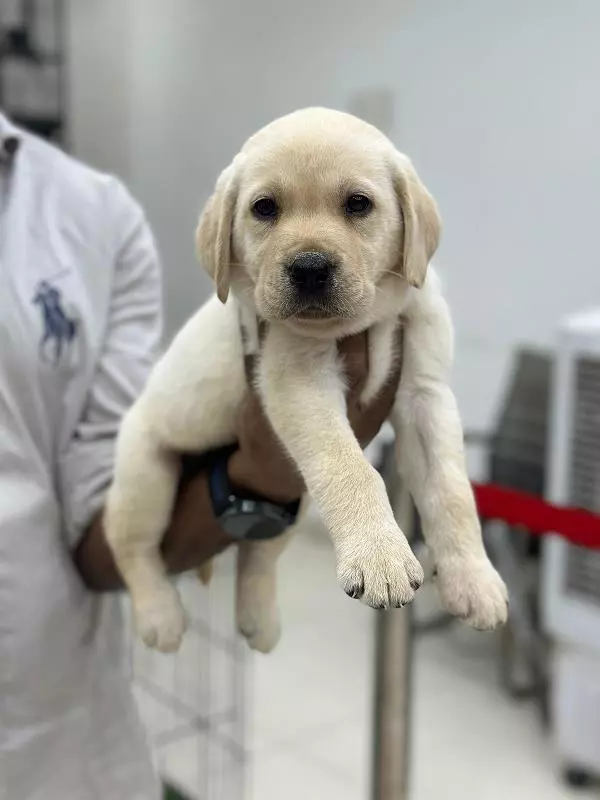 danny pets store and kennels main road in hyderabad - Photo No.2