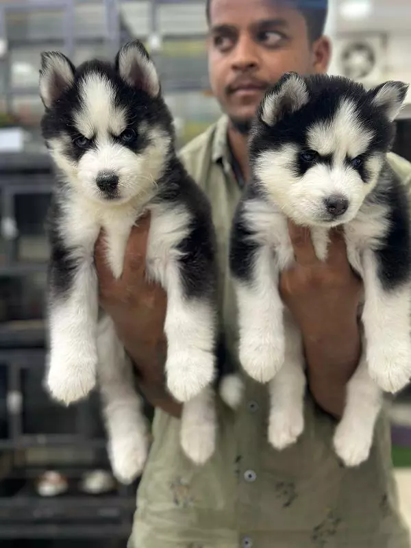 danny pets store and kennels main road in hyderabad - Photo No.6