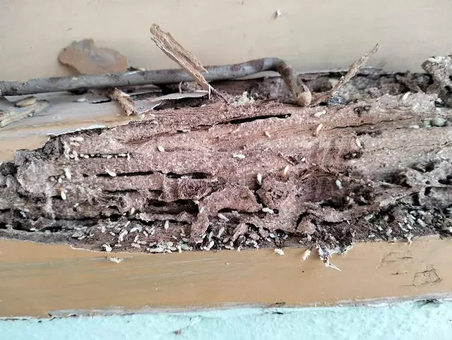 perfect pest control proddatur in kadapa - Photo No.3