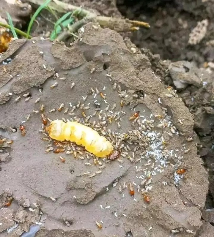 perfect pest control proddatur in kadapa - Photo No.10