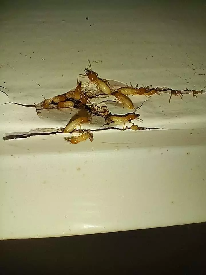 perfect pest control proddatur in kadapa - Photo No.9