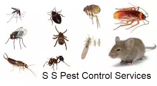 S S Pest Control Services in Surya Nagar