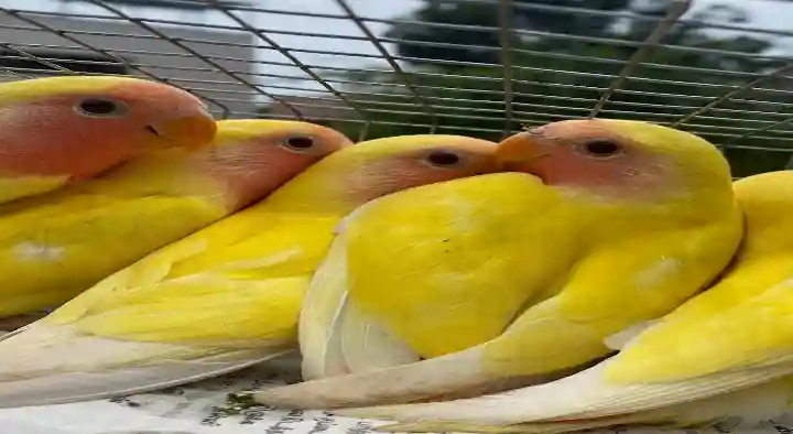 SK Aquarium and Pets Shop in Bharathiyar Nagar