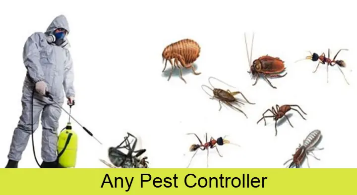 Any Pest Controller in Banjara Hills