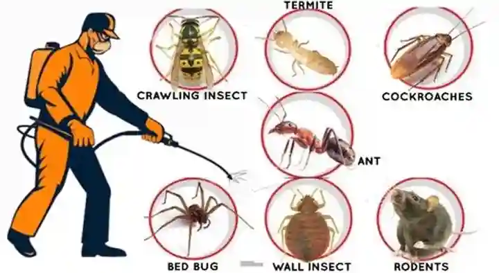 Global Pest Management in Begumpet