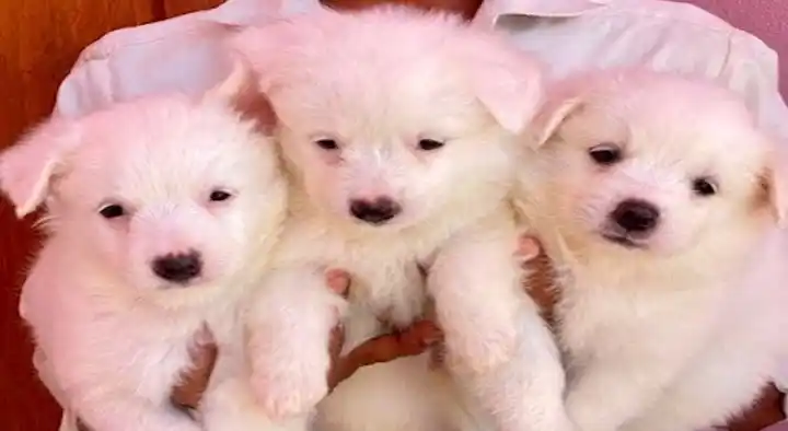 Chennai Pet Shop in Maria Puram